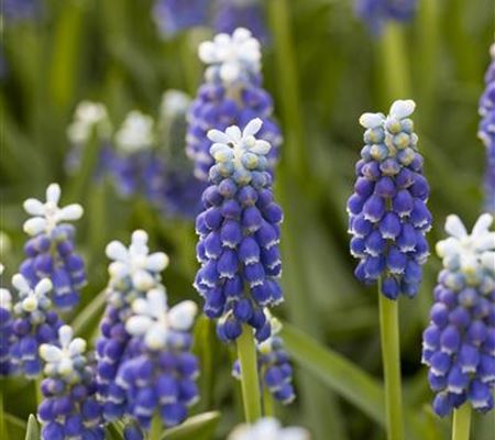 Muscari armeniacum 'Touch of Snow'