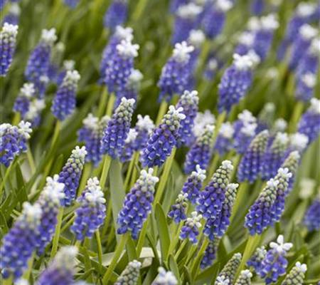 Muscari armeniacum 'Touch of Snow'