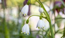 Knotenblume