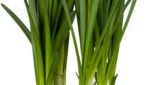 Knotenblume
