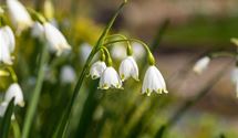 Knotenblume