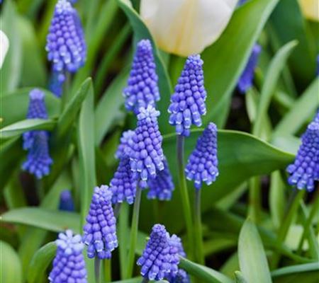 Muscari botryoides 'Superstar'