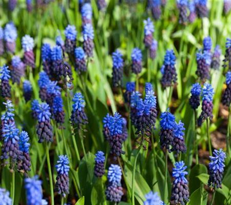 Muscari latifolium