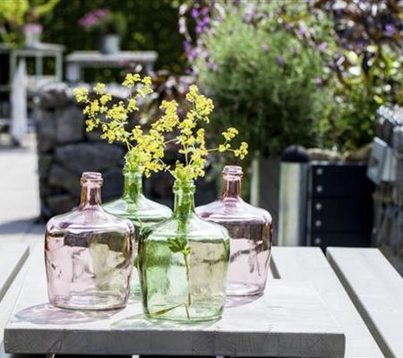 Der Flaschengarten - ein Regenwald für Zuhause Der Flaschengarten - ein Regenwald für Zuhause