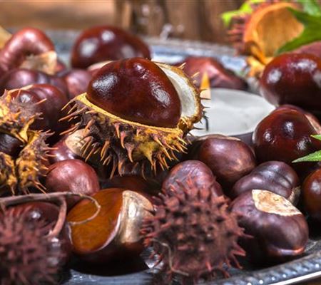 Gartenarbeiten vor dem Winter - schützen und säubern Gartenarbeiten vor dem Winter - schützen und säubern