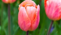 Einfache frühe Tulpen