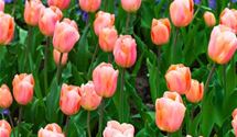 Einfache frühe Tulpen