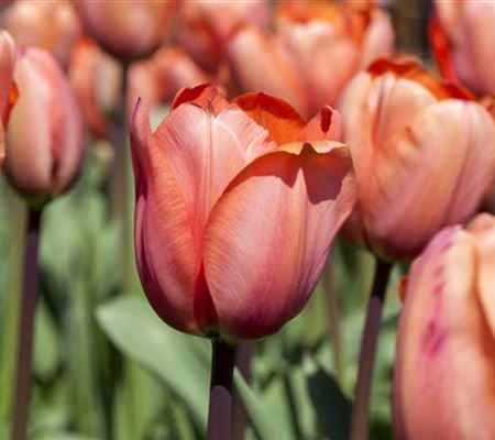 Tulipa 'Apricot Impression'