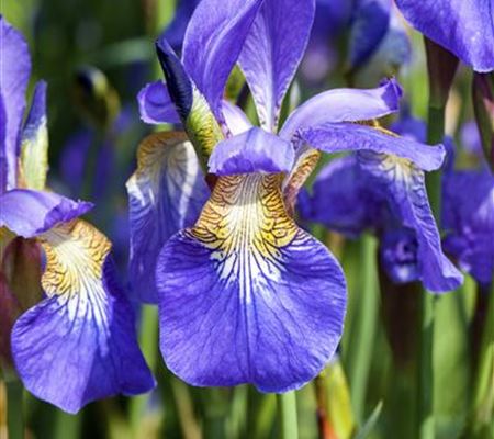 Iris sibirica Iris sibirica