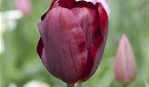 Triumph - Tulpen