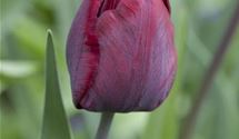 Triumph - Tulpen