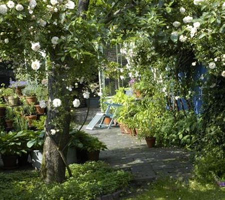Kletterpflanzen im Garten - hoch hinaus und noch viel weiter! Kletterpflanzen im Garten - hoch hinaus und noch viel weiter!