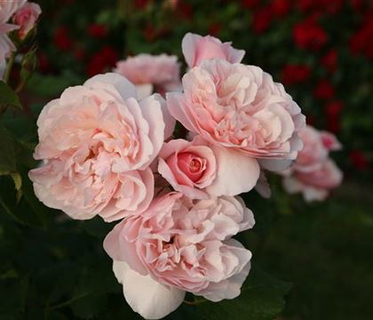 Rosa 'Eifelzauber' Rosa 'Eifelzauber'