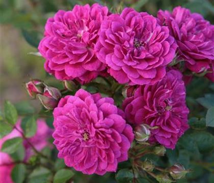 Rosa 'Purple Rain' Rosa 'Purple Rain'