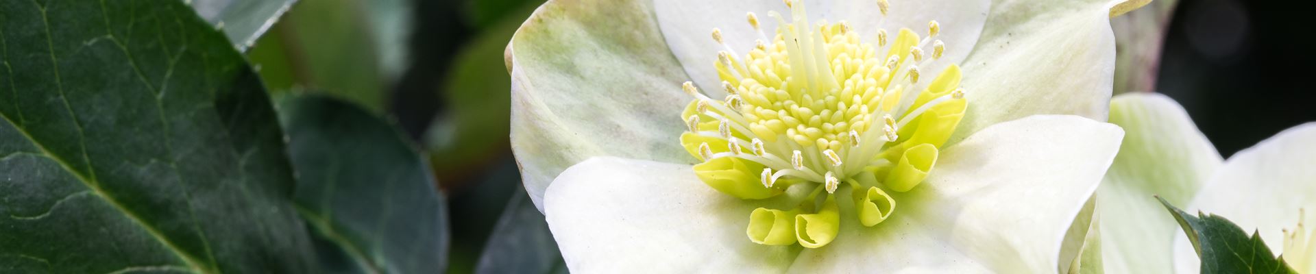 GS525760.jpg GS525760.jpg