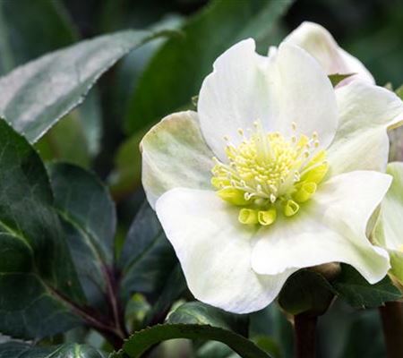 Auch im Winter nicht auf blühende Pflanzen verzichten! Auch im Winter nicht auf blühende Pflanzen verzichten!