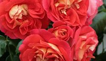 Floribundarose