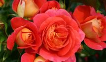 Floribundarose