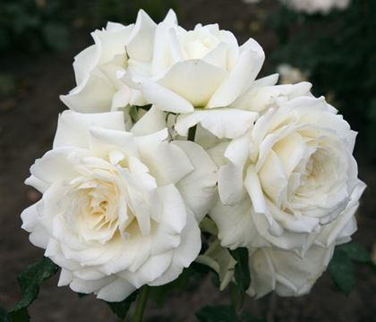 Rosa 'Alaska'