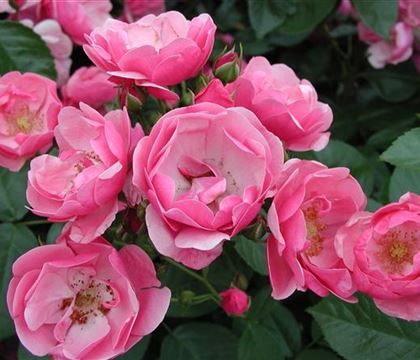 Rosa 'Angela' Rosa 'Angela'
