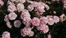 Bodendeckerrose