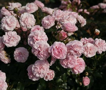 Rosa 'Larissa' Rosa 'Larissa'