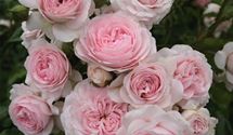 Bodendeckerrose
