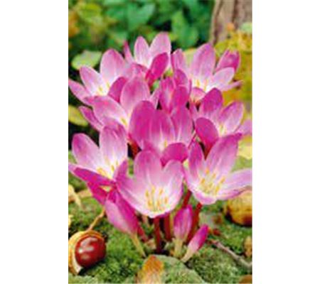 Colchicum speciosum 