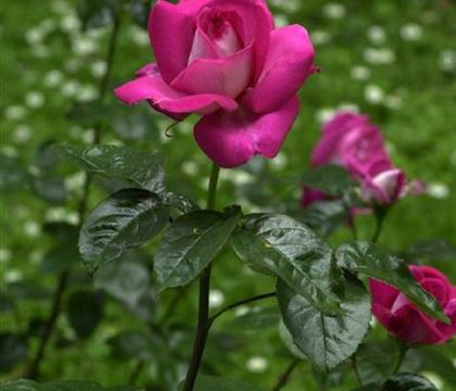 Rosa 'Baronne E. de Rothschild' Rosa 'Baronne E. de Rothschild'