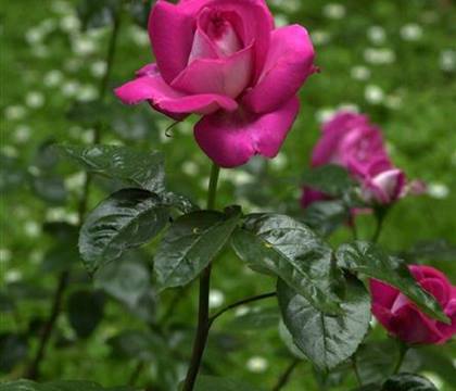 Rosa 'Baronne E. de Rothschild'