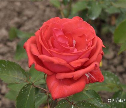 Rosa 'Duftwolke'