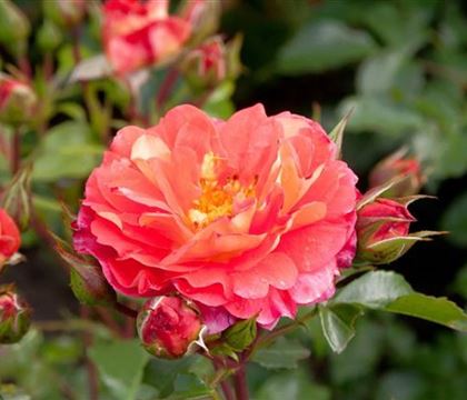 Rosa 'Gebrüder Grimm' Rosa 'Gebrüder Grimm'