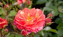 Floribundarose