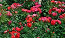 Floribundarose