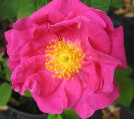 Rosa gallica