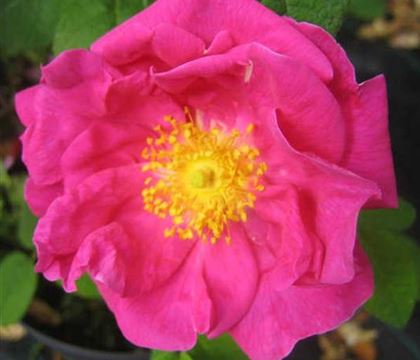 Rosa gallica 'Officinalis'
