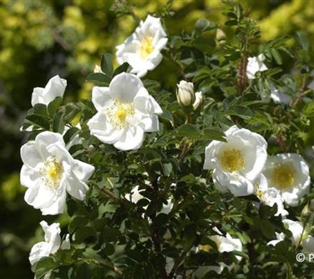 Rosa pimpinellifolia