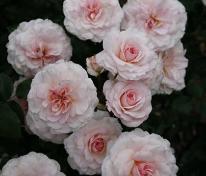 Rosa 'Bremer Stadtmusikanten' Rosa 'Bremer Stadtmusikanten'