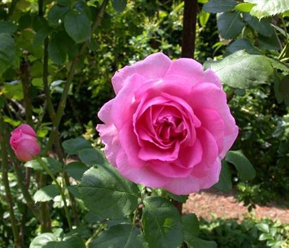 Rosa 'Mrs. John Laing'