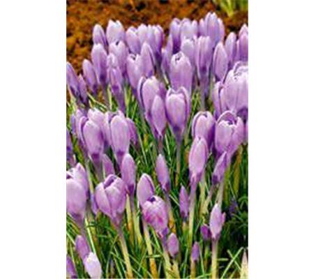 Crocus tommasinianus 'Hummingbird'