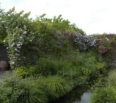 Kletterpflanzen schneiden - So geht's  Kletterpflanzen schneiden - So geht's