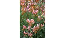 Lilium martagon Selektionen