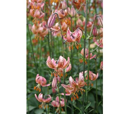 Lilium 'Manitoba Morning'