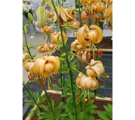 Lilium 'Peppard Gold'