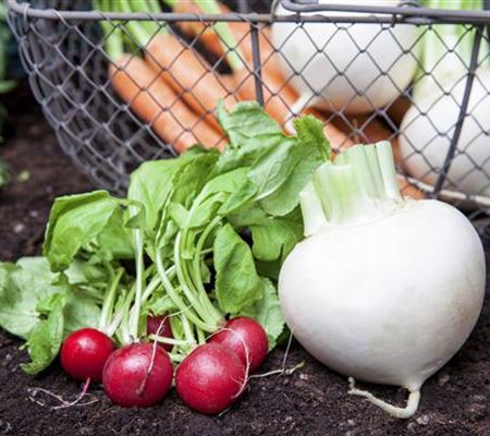 Erntegut haltbar machen Erntegut haltbar machen