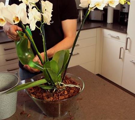 Orchidee - Einpflanzen in ein Gefäss Orchidee - Einpflanzen in ein Gefäss