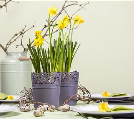 Frühblüher im Haus – Blumenzwiebeln antreiben