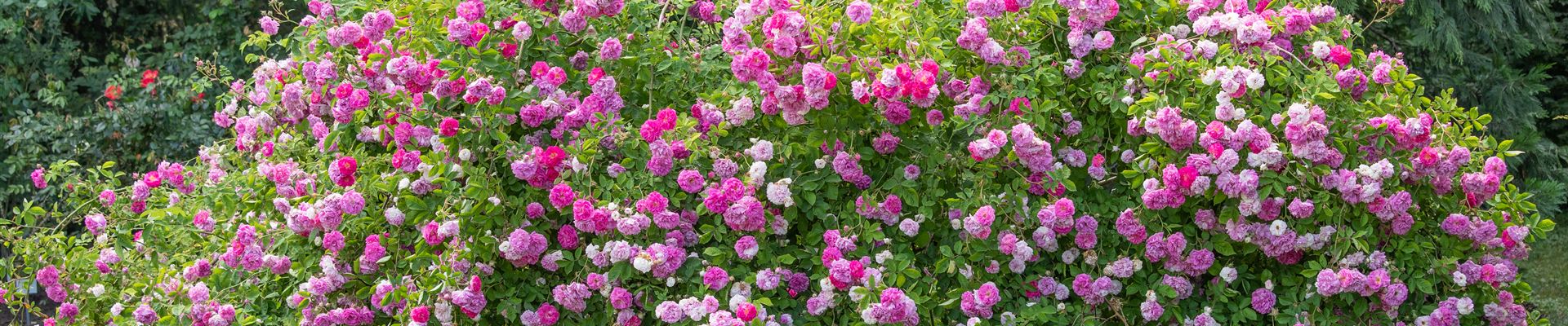 GS621238.jpg GS621238.jpg