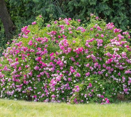 Historische Rosen – Schönheit mit einer langen Geschichte Historische Rosen – Schönheit mit einer langen Geschichte