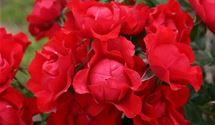 Bodendeckerrose